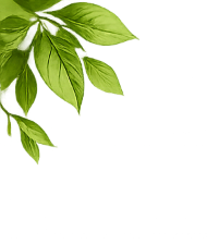 Organic Leaves